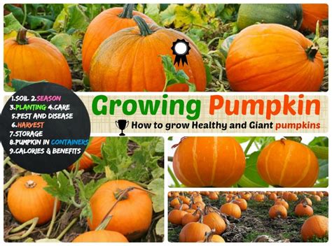 fampkips|How to Grow and Care for Pumpkins .